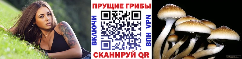 Галлюциногенные грибы Cubensis  купить наркоту  Судак 